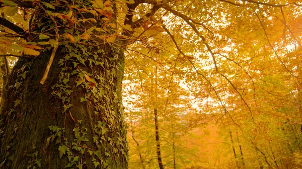 Айви Взбирается Туловище Возвышающегося Старого Дерева Посреди Великолепного Цветного Леса — стоковое фото