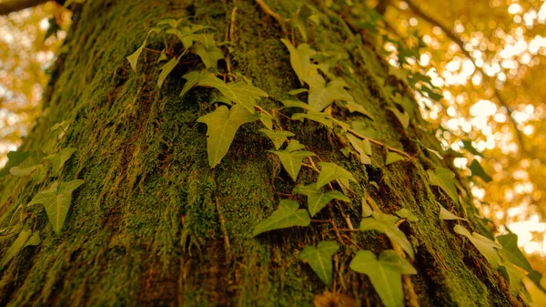 Close Dof Lush Green Moss Ivy Grow Thick Trunk Towering — Stock Photo, Image