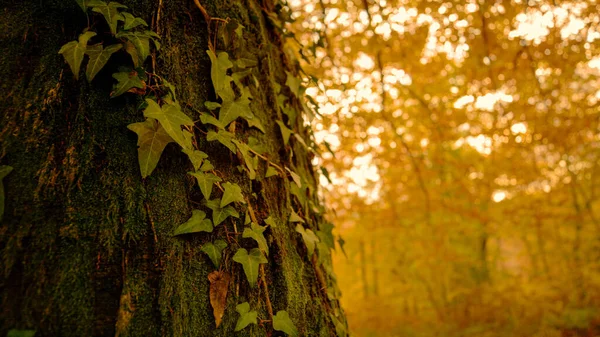 Κοντινό Πλάνο Άιβι Σκαρφαλώνει Στον Κορμό Ενός Πανύψηλου Παλιού Δέντρου — Φωτογραφία Αρχείου
