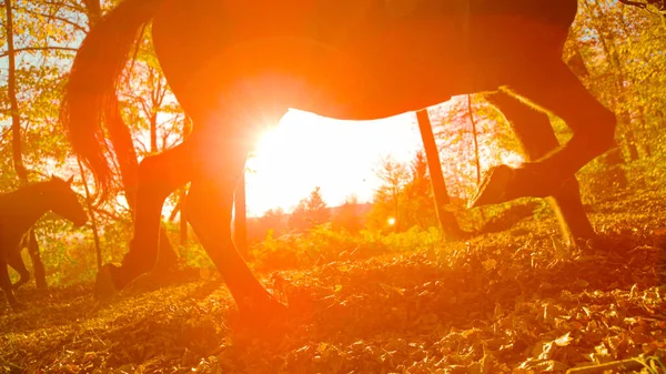 Close Silhouette Low Angle Lens Flare Two Horses Trot Sunlit — Stock Photo, Image