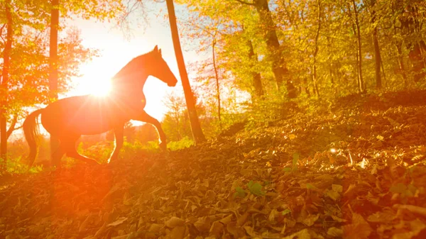 Lens Flare Silhouette Lone Wild Horse Walks Fall Colored Forest — Φωτογραφία Αρχείου