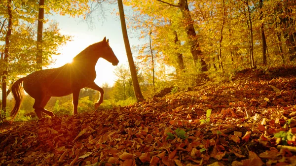 Golden Autumn Evening Sunbeams Shine Single Stallion Trotting Trail Covered — Stock Photo, Image