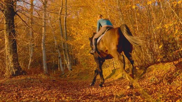 Young woman rides her chestnut stallion along a scenic forest path on a sunny evening in October. Female horseback rider explore the idyllic autumn colored woods at golden sunrise.