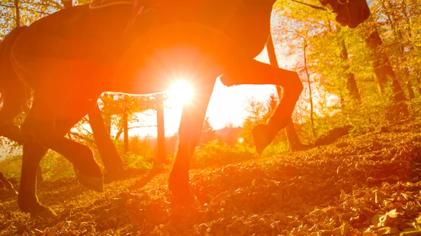 Low Angle Lens Flare Unrecognizable Person Explores Picturesque Fall Woods — Stock Photo, Image