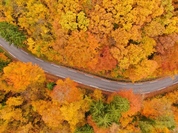 Aerial Top Rota Cênica Vazia Leva Através Uma Floresta Vívida — Fotografia de Stock