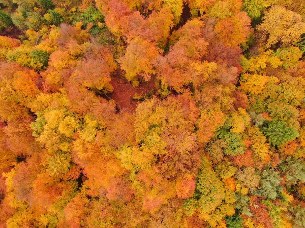 Aerial Top Пролетая Над Великолепными Туманными Лесами Меняя Листья Покрывая — стоковое фото
