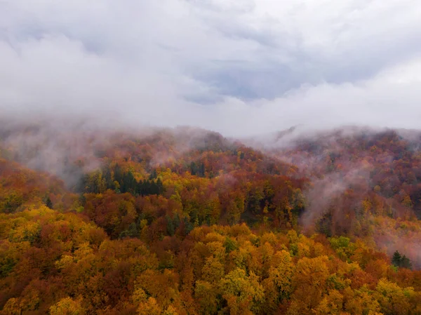 Drone Vista Cinematográfica Enorme Bosque Caducifolio Que Cambia Color Nublado — Foto de Stock