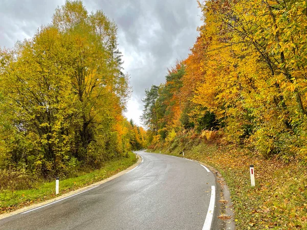 Empty Wet Asphalt Road Leads Gorgeous Autumn Colored Forest Slovenia — Zdjęcie stockowe
