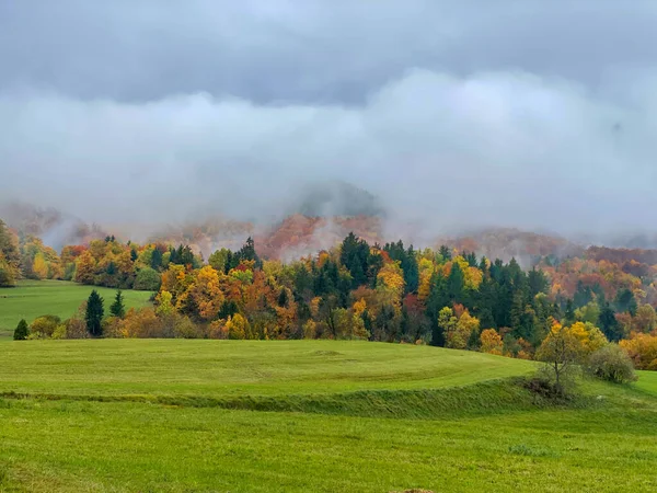 Thick Layer Mist Covers Idyllic Autumn Colored Forest Lush Green — Foto de Stock