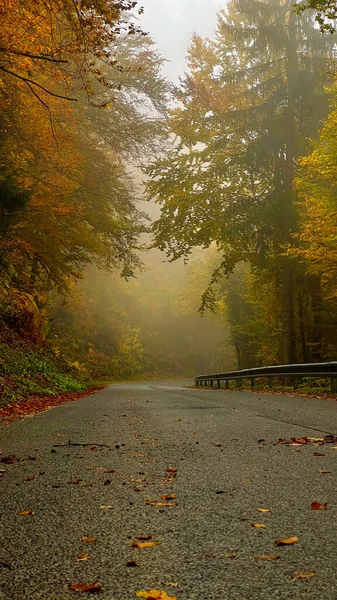 Scenic Shot Vibrantly Fall Colored Woods Surrounding Wet Tourist Route — Fotografia de Stock