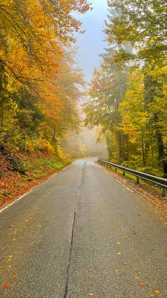 Empty Asphalt Road Leads Foggy Autumn Colored Forest Rural Slovenia — Fotografia de Stock