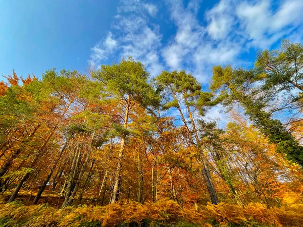 Gorgeous deciduous trees changing colors in autumn tower high into the clear blue sky. Breathtaking view of the colorful trees turning leaves at the peak of fall. Spectacular November forest scenery.