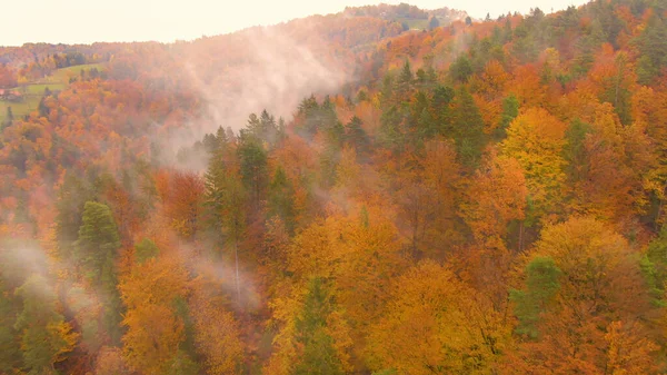 Flying Colorful Hill Covered Deciduous Trees Changing Colors Autumn Breathtaking — Foto de Stock