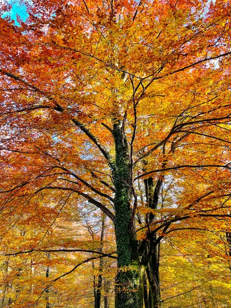 Scenic Shot Deciduous Tree Changing Colors Peak Autumn October Orange — Stockfoto