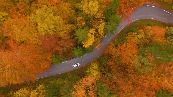 Flying above a car on scenic drive through the colorful Slovenian woods. Lone tourist car leisurely drives along a switchback road crossing a vibrant forest turning leaves in October.