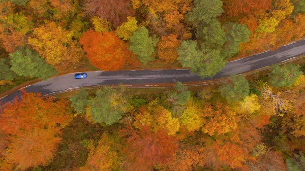 Drone point of view of tourist car exploring fall woods. Flying above a metallic blue car cruising along a scenic asphalt road crossing the colorful forest changing colors in autumn.
