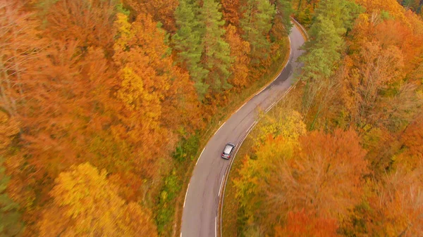 Metallic Grey Car Cruises Scenic Rural Road Vivid Forest Turning — Fotografia de Stock