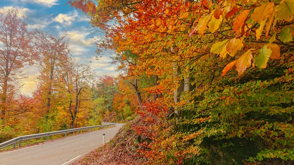 Close Empty Asphalt Road Leads Gorgeous Autumn Colored Forest Scenic — Photo