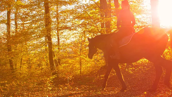 Lens Flare Copy Space Young Female Horseback Rider Explores Woods — Zdjęcie stockowe