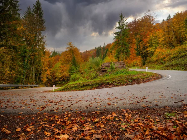 低角度 劇的な秋の朝に曲がりくねった道を囲む美しいカラフルな自然 秋の劇的な日に見事な秋の森の中で黄色の葉に覆われた美しい道路曲線 — ストック写真