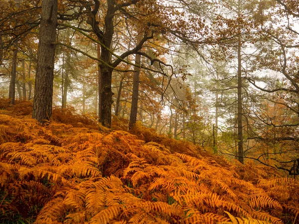 Beautiful Yellow Ferns Growing Vivid Autumn Trees Misty Day Fall — Stock Photo, Image