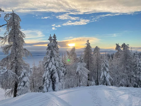 Lens Flare Golden Setting Sun Illuminates Beautiful Snow Covered Spruce — Stock Photo, Image