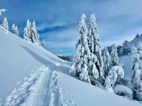 Empty ski touring trail runs past lush green spruce trees covered in fresh powder snow. Narrow footpath groomed by ski tourers and splitboarders runs across a meadow in the breathtaking Julian Alps.
