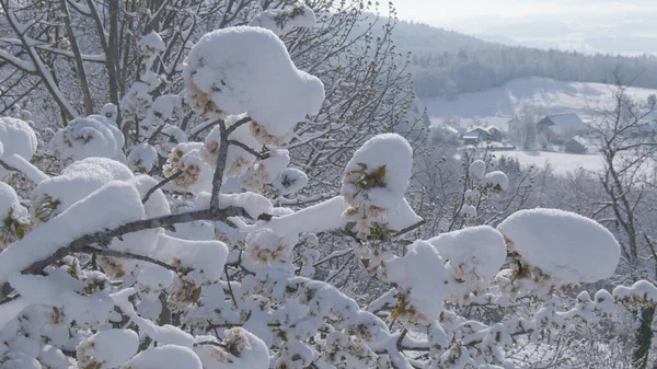 Fresh Powder Snow Covers Frail Branch Full White Blossoms Icy — Foto de Stock