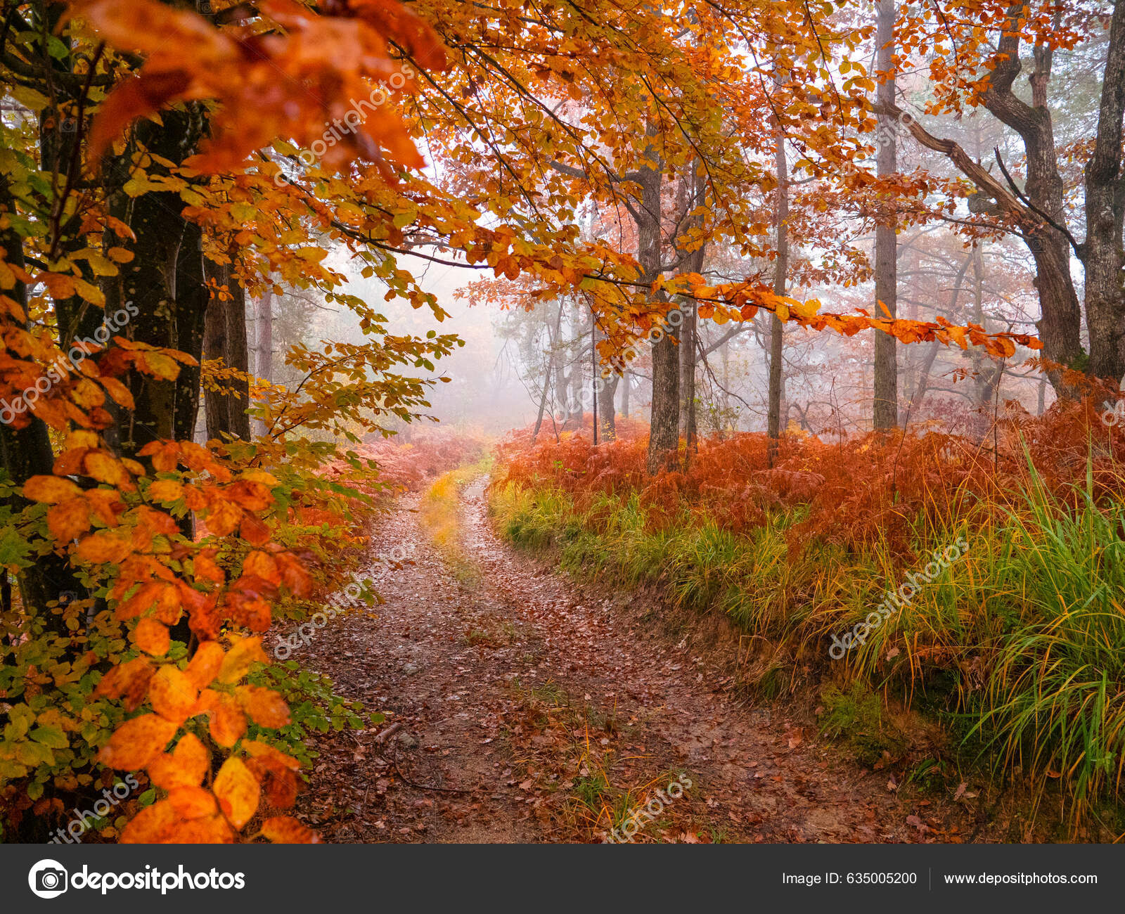 Beautiful Forest Road Surrounded Colorful Foliage Moody Autumn Day Gorgeous  — Stock Photo © Prostock #635005200, image size:1600x1300