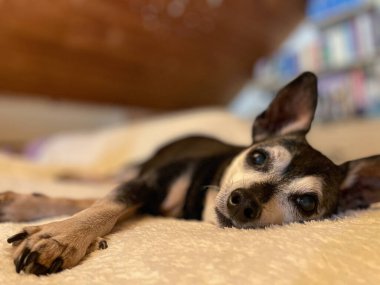 CLOSE UP, DOF: Tired black and grey miniature pinscher dog lies on a warm and fuzzy blanket after a long walk. Cute close up shot of a sleepy senior dog slowly dozing away on the comfortable sofa.