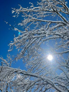 VERTICAL, BOTTOM UP, LENS FLARE: Bright winter sunbeams shine down on a deciduous tree covered in fresh powder snow. Warm late winter sun slowly melts the ice and snow covering the fragile tree canopy