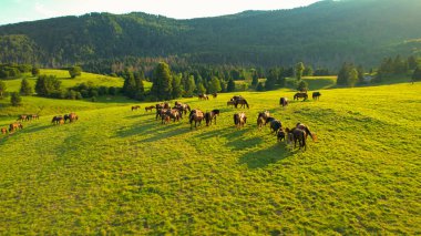 Idyllic drone shot of a herd of horses scattered across golden-lit countryside. Flying over adult horses and foals grazing in the picturesque green rural landscape on a sunny summer afternoon.