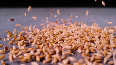 CLOSE UP, BOKEH: Wheat grains and flaxseeds being dropped on an evenly scattered pile on grey surface. Detailed view of seed mixture downfall. Falling wheat and linseed mixture in shallow focus.
