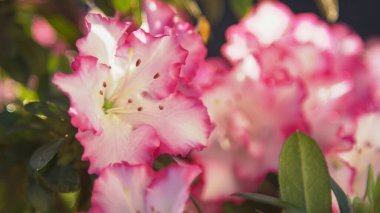 Detailed view of white azalea bloom with pink edges. Bright and beautiful azalea blossom in spring garden. Vibrant azalea flower blooming in flattering morning golden sunlight.