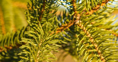 CLOSE UP Detailed view of spiky spruce tree twigs with sunlit green needles. Evergreen spruce tree twigs illuminated by the sunlight. Beautiful pattern of coniferous boughs as a textured background