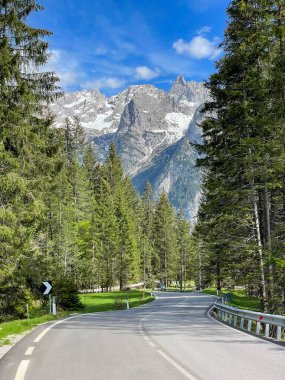 Asphalt mountain road winding through spruce forest in the middle of Dolomites. Picturesque alpine landscape in spring with green conifer trees and high mountain peaks with patches of spring snow.