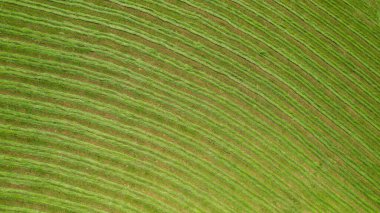 AERİAL, TOP Down: yeşil çayır yeni biçilmiş saman deseni ile yem için. Samanların hazırlanması için güzelce dizilmiş çimenler. Çimenler tarla biçme makineleriyle biçtikten sonra sıra sıra dizilmiş..