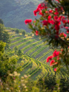 Golden sun of fall season illuminating well-kept vineyard growing on hillside. Wonderful view of cultivated grapevines on terraced hillsides. Lovely glimpse of picturesque wine region in early fall.