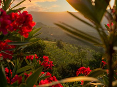 Rays of sunrise peeking over hilltop and illuminating scenic hilly wine country. Lined up vine trellises on terraced hillsides in golden light. Lovely glimpse of picturesque countryside in early fall.