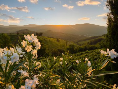 Last sunrays shining over hilltop and illuminating picturesque hilly wine region. Lined up vine trellises on terraced hillsides in golden light. Lovely glimpse of beautiful wine country in early fall.