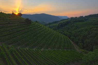 Beautiful terraced vineyard and last rays of evening sun setting behind hill. Lovely glimpse of picturesque countryside in early fall with beautifully aligned vine trellises on terraced hillsides.