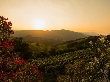 Autumn sunrise illuminating beautiful wine country with vineyards and orchards. Picturesque countryside dominated by viticulture in fall season. Lovely view of vine trellises on terraced hillsides.