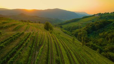 Stunning view of wine country with terraced vineyards bathing in golden light. Beautiful glimpse of eye-catching wine countryside in fall season with amazingly aligned vine trellises on hillsides.