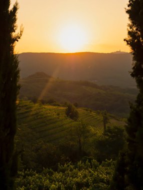 First touches of autumn morning sun across wine region and terraced vineyards. Breath-taking landscape with hills full of grapevines in golden light. Beautiful glimpse of eye-catching wine countryside