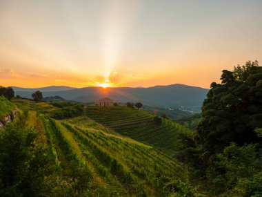 Autumn sun peeking over hilltop and touching gorgeous countryside with vineyards. Breath-taking landscape with hills full of grapevines in golden light. Pattern of vine trellises on terraced hillsides