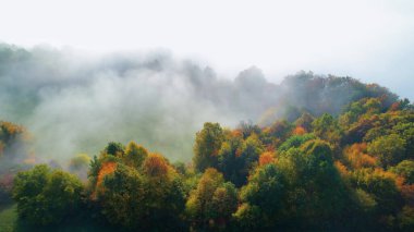 AERIAL: Morning mist rolling around colorful lush forest trees in autumn season. Delightful view of beautiful countryside with green meadows and forest trees in vivid colors on a misty autumn morning.