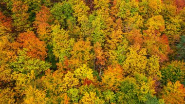 Picturesque leafy forest treetops in vibrant colors of autumn season. Beautiful forest area with magnificent golden yellow colored foliage. Colorful fall season spreading across countryside.