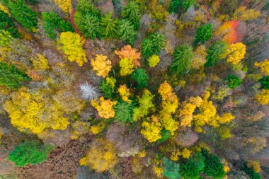 Lovely autumn contrast between deciduous and conifer trees. Stunning colour palette spreading across landscape. Woodland landscape glowing in beautiful warm colors of fall season.