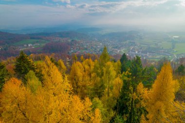 Magnificent view of yellow glowing larch trees above valley in autumn. Magnificent autumn palette spreading across countryside. Hilly country covered with woods in shades of fall season.
