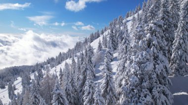 Spruce trees stretching along mountainside covered with fresh powder snow. Glorious winter day in alpine landscape after a freshly fallen blanket of snow. Winter wonderland at high altitude.